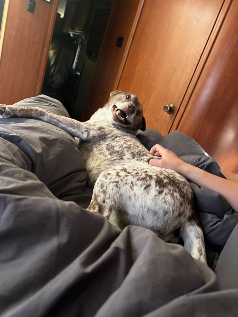 Sheila enjoying the butt scratches on our bed