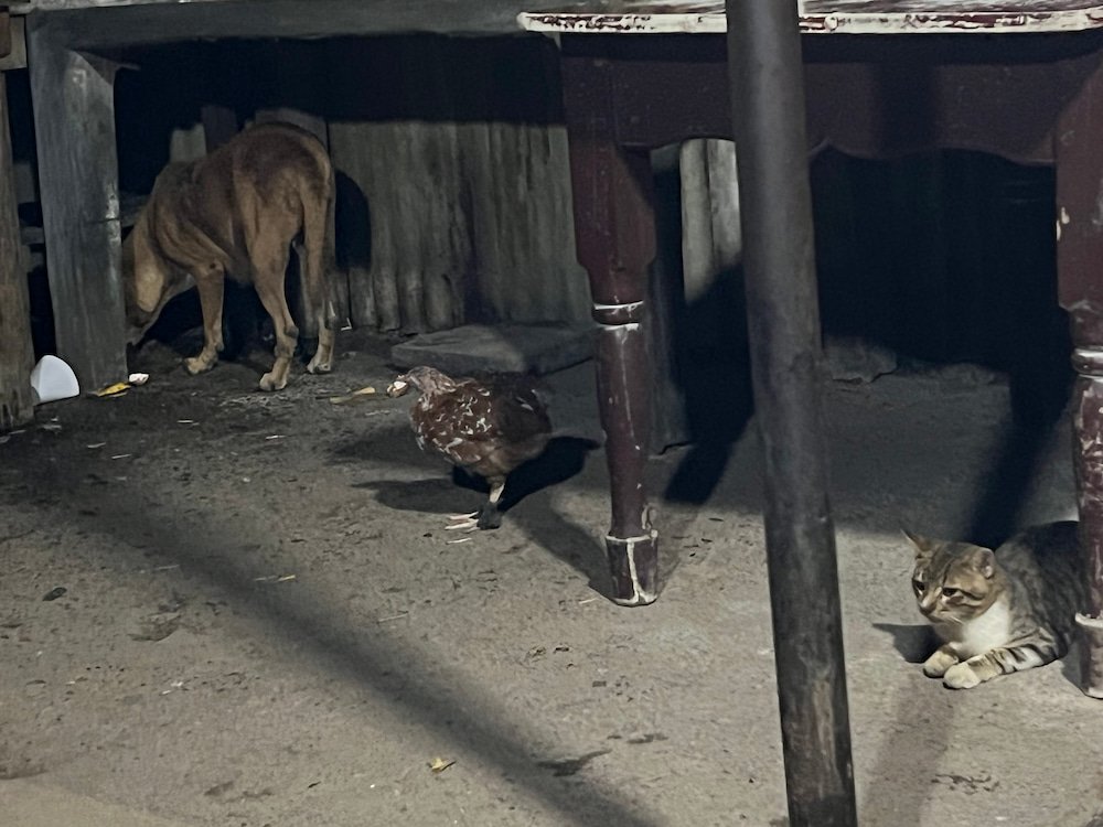 This could be the start of a joke - a dog a cat and a chicken